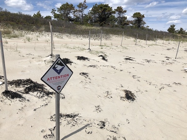 Piping Plovers Face Nesting Season Amidst Storm-Ravaged Beaches