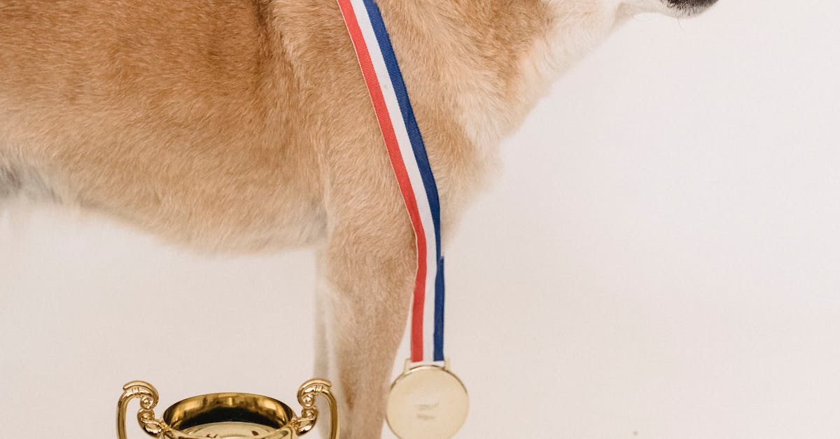 Shiba Inu devient rapidement une célébrité en matière de crypto-monnaie