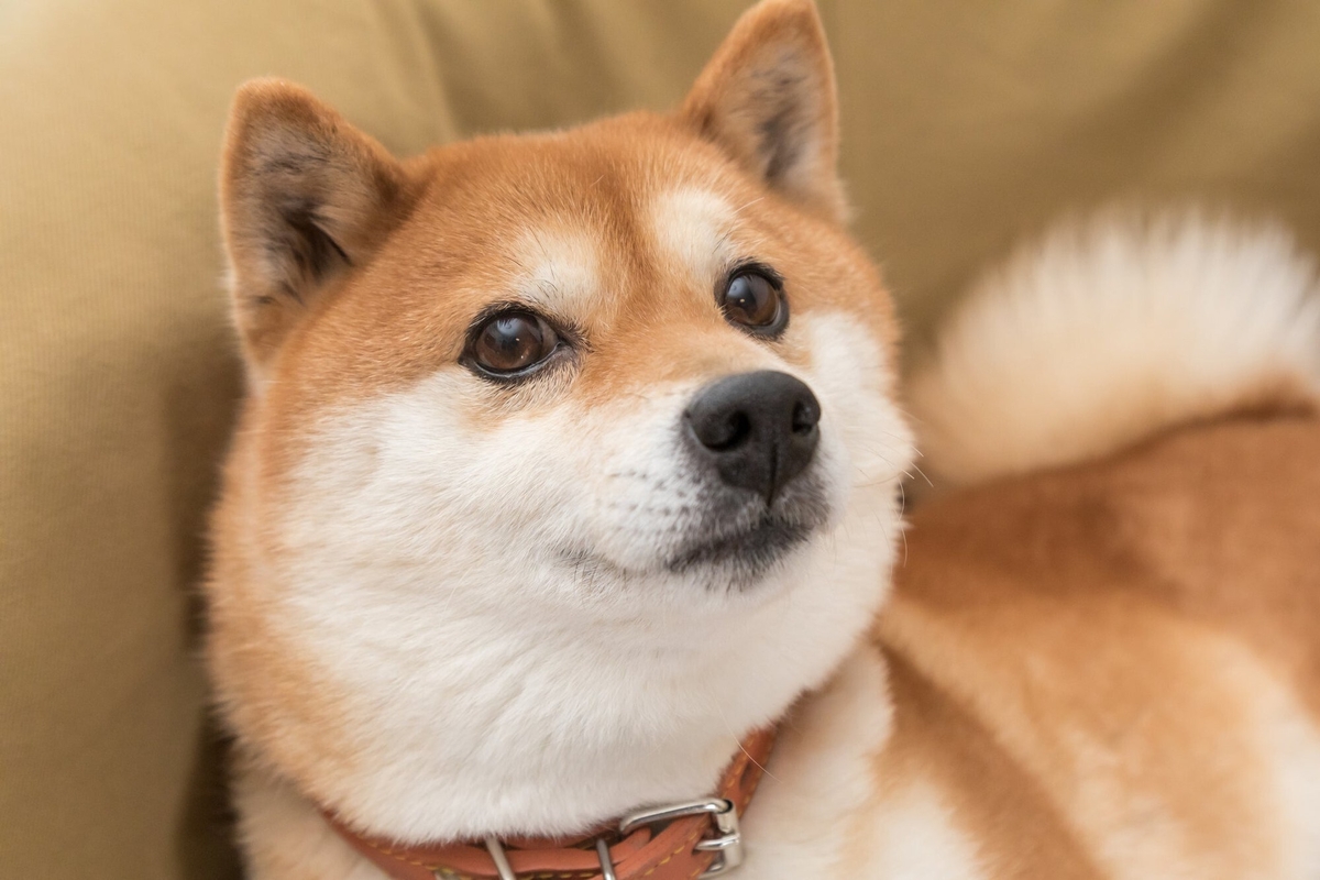 Shiba Inu: Spekulation voller Risiko und begrenztem Wert