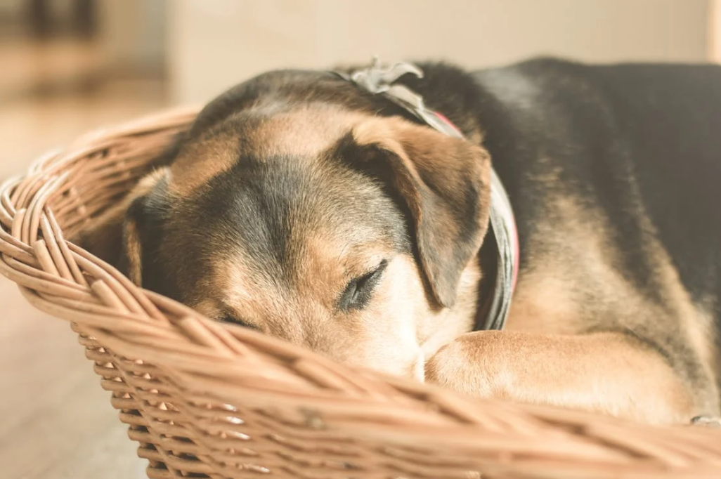 Der Ausverkauf von Shiba Inu erschüttert die Kryptomärkte und schürt Volatilität und spekulative Bedenken