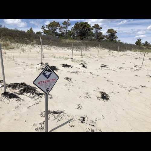 Piping Plovers Face Nesting Season Amidst Storm-Ravaged Beaches