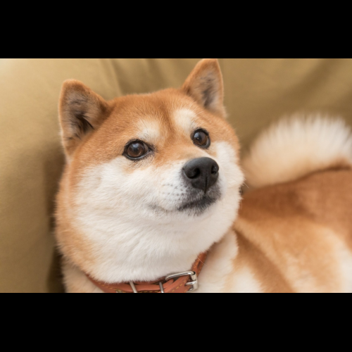 Shiba Inu : une spéculation pleine de risques et de valeur limitée