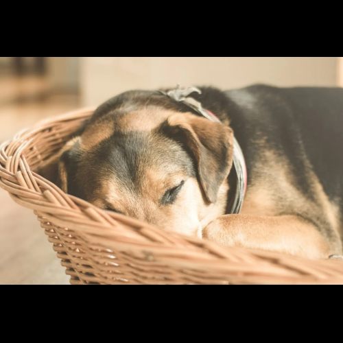 柴犬拋售震動加密市場，加劇波動性和投機擔憂