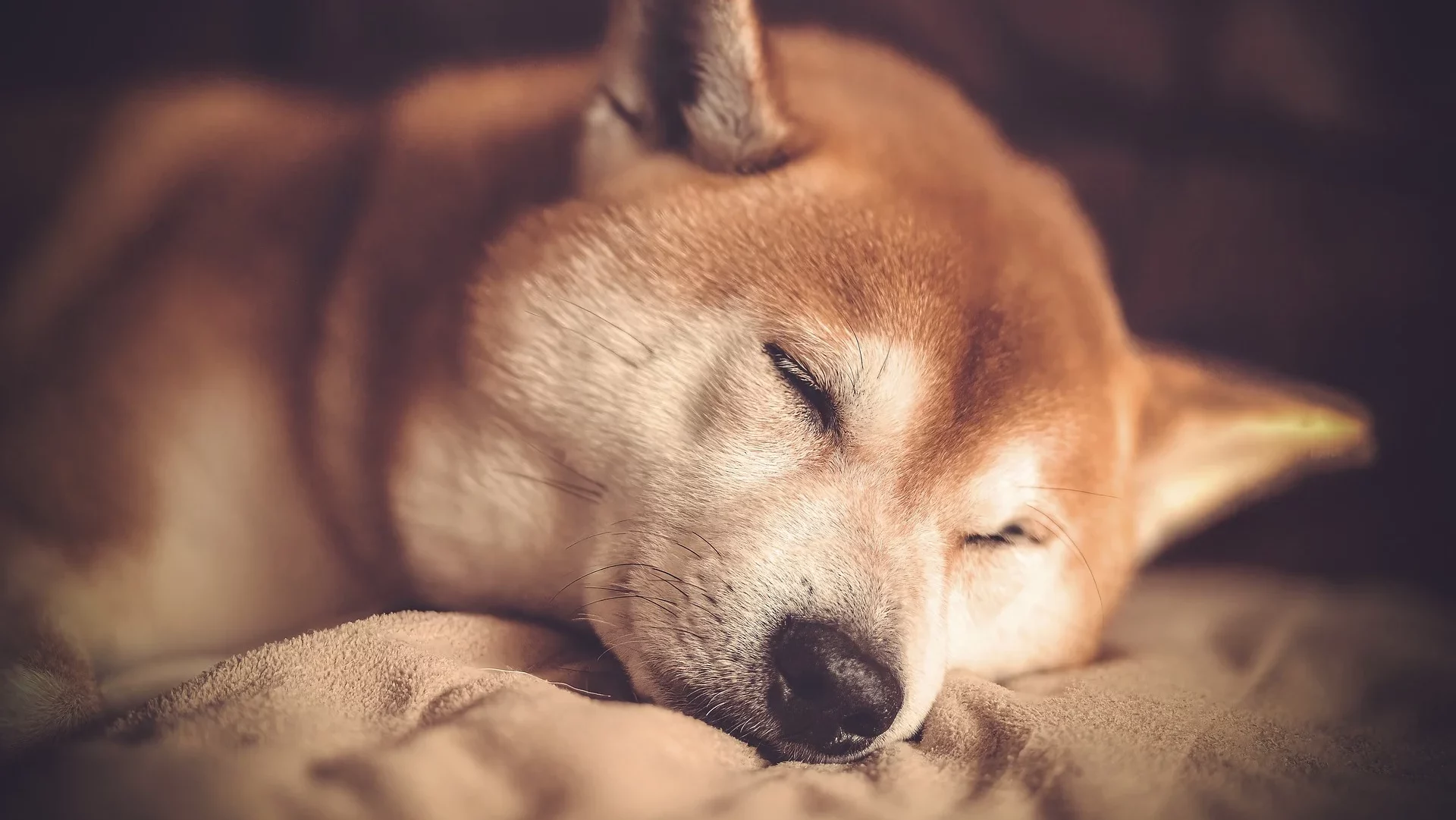 鲸鱼的积累引发了柴犬（SHIB）价格反弹的猜测