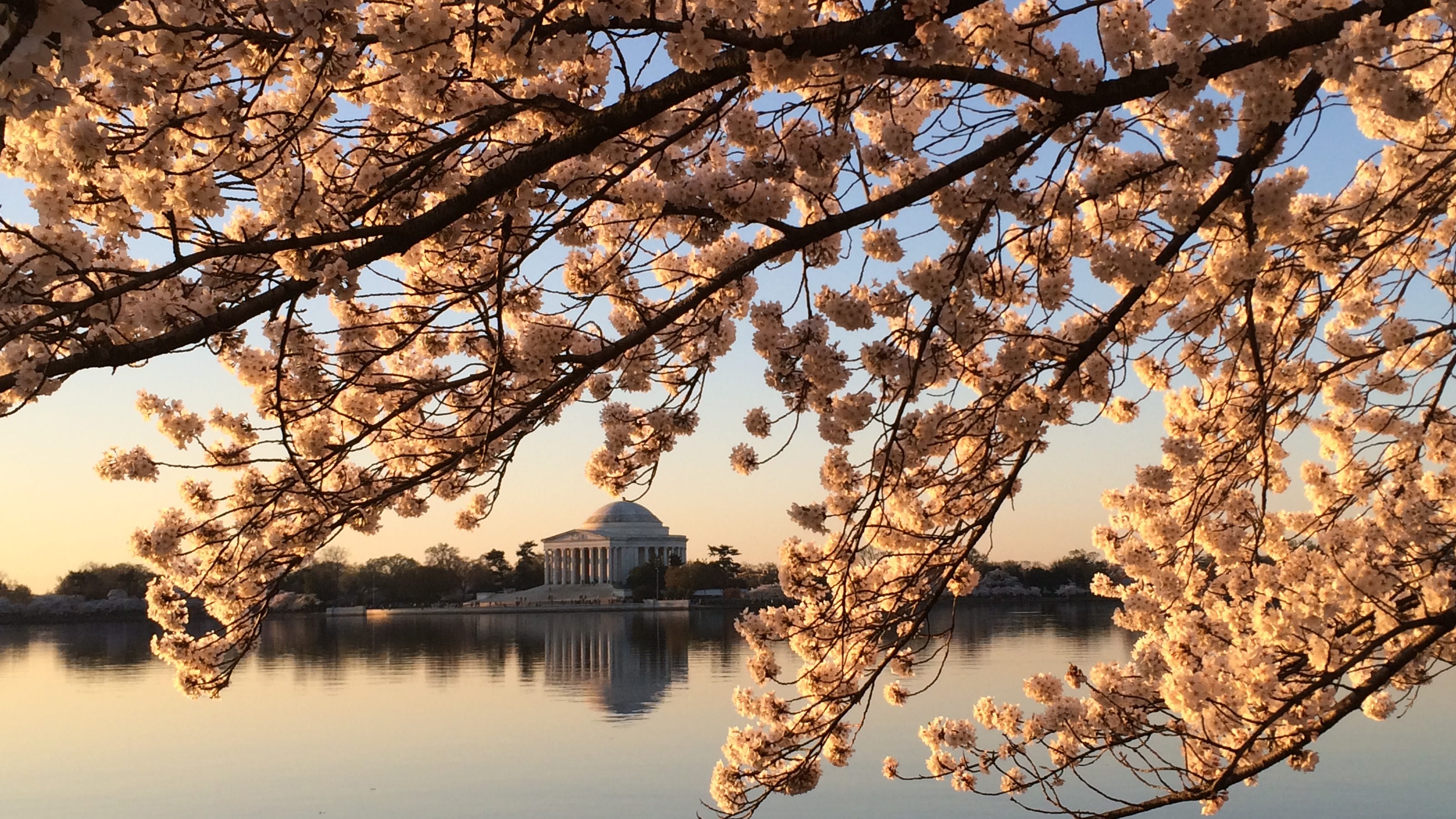 日本、関係強化のためワシントンD.C.をさらに多くの桜で飾る