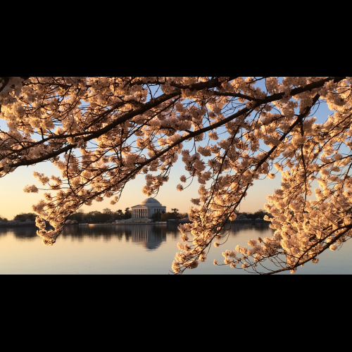 日本、関係強化のためワシントンD.C.をさらに多くの桜で飾る