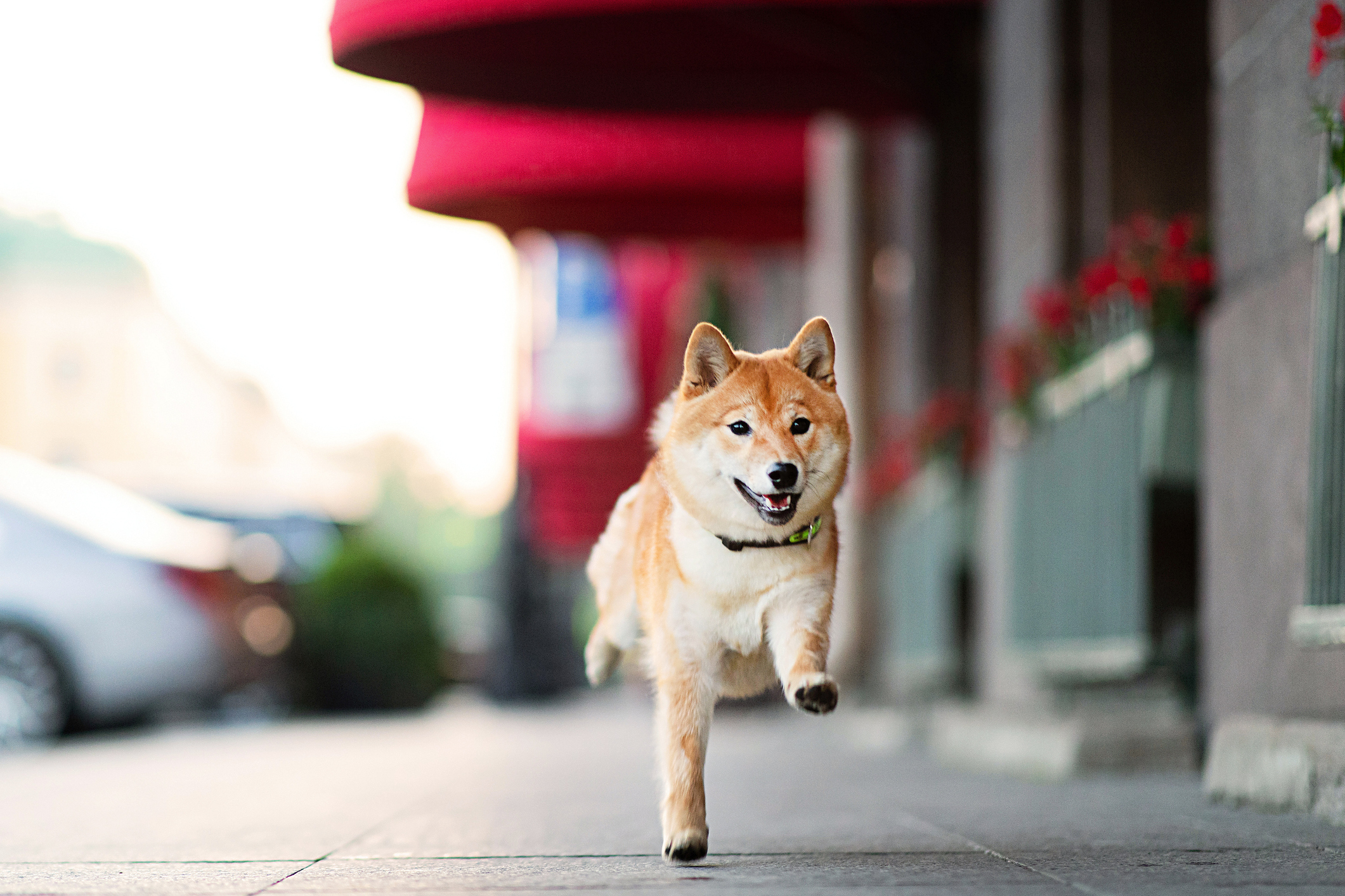 Shiba Inu : la montée des jetons mèmes et un avenir instable