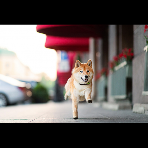 Shiba Inu : la montée des jetons mèmes et un avenir instable