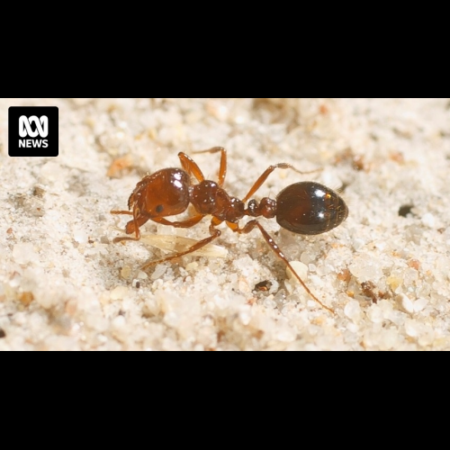 Les fourmis rouges envahissent l'Australie, menaçant l'économie et la santé