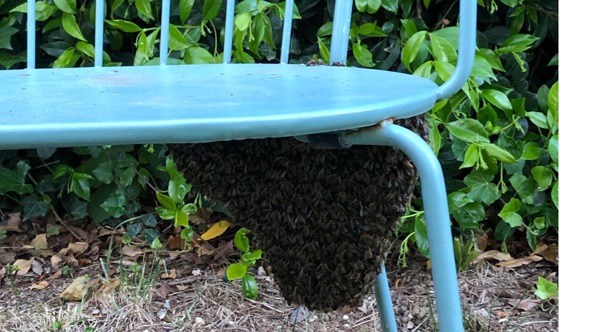 Un essaim d'abeilles envahit temporairement le jardin de Nîmes et est relocalisé en toute sécurité par les apiculteurs locaux