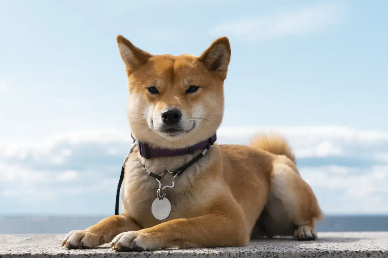 Shiba Inu lève 12 millions de dollars pour une blockchain axée sur la confidentialité