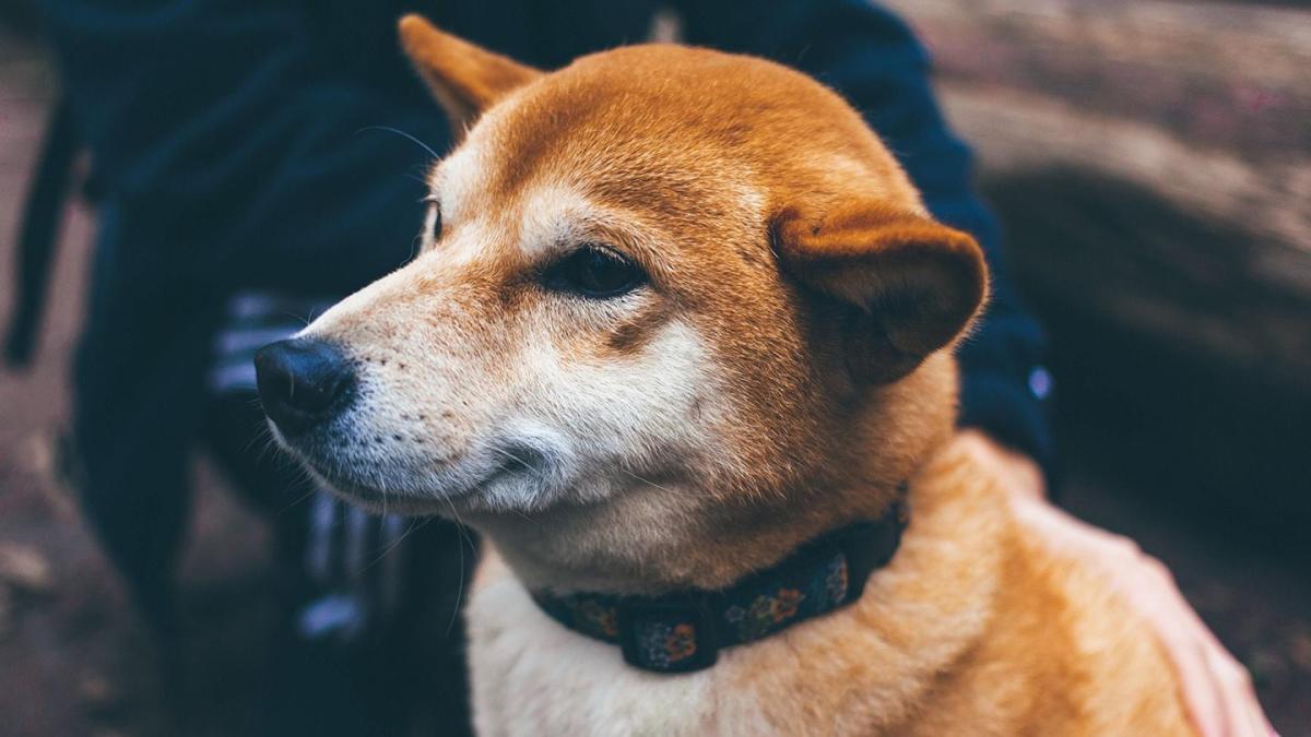 Shiba Inu는 개인정보 보호에 초점을 맞춘 블록체인 개발을 위해 1,200만 달러를 확보했습니다.