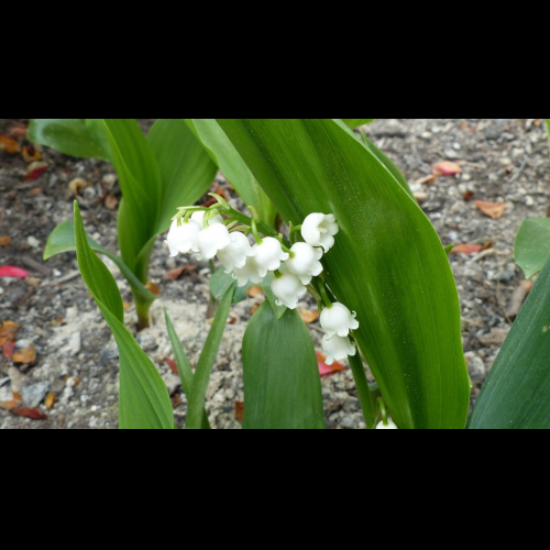 Hidden Treasure Unveiled: Wild Lily of the Valley Thrives in Bouconne Woods