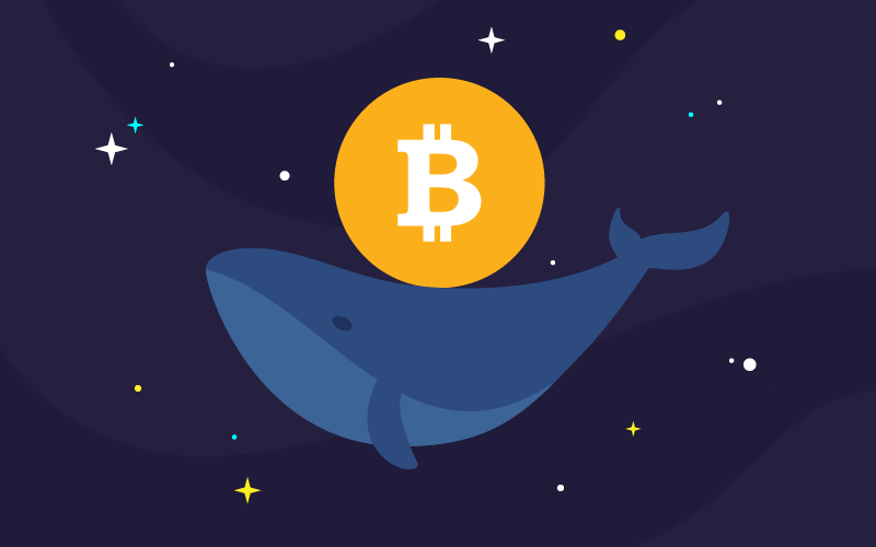 Surging Crypto Whales: Fledglings Outpace Old Guard in Bitcoin Accumulation