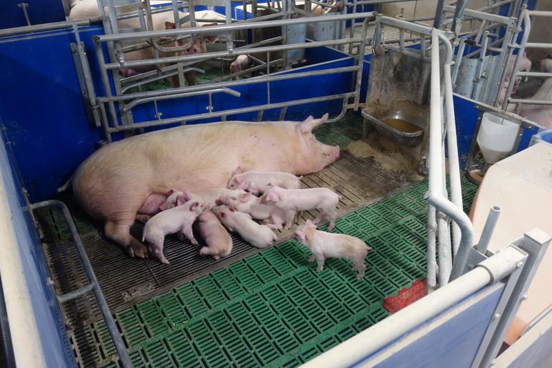 Freestyle Farrowing Pens: Survey Reveals Benefits and Challenges