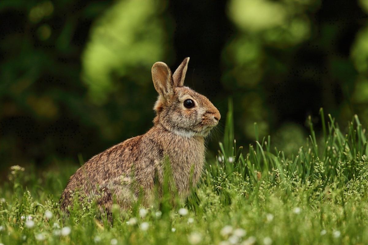 Das PancakeBunny DeFi-Protokoll auf der Binance Smart Chain erlitt einen verheerenden Flash-Loan-Angriff, der den Preis um 95 % einbrechen ließ