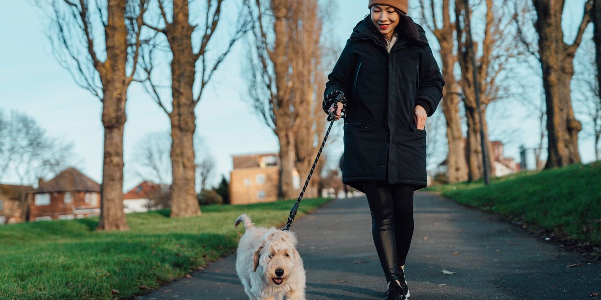 Pourquoi laisser votre chien renifler est si important