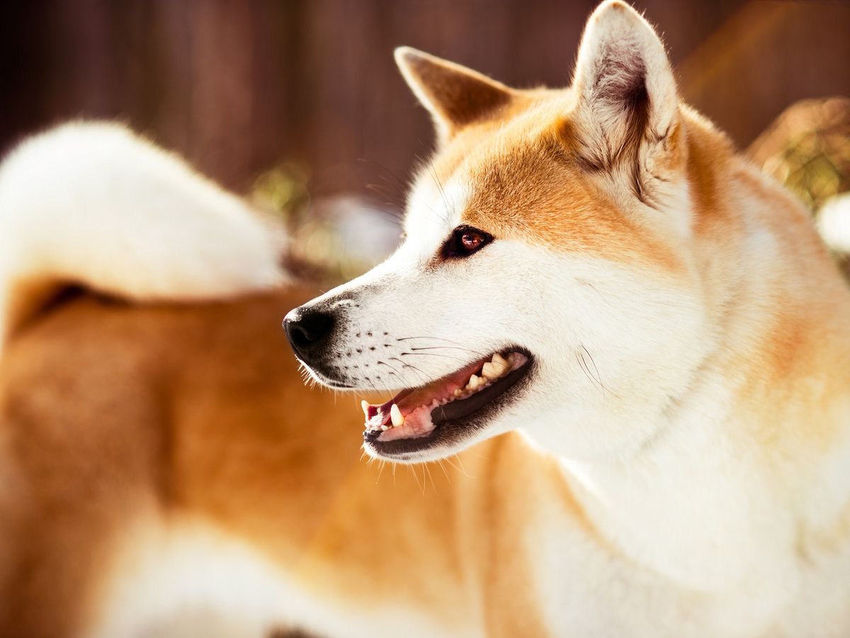 Minu: The first mining dog memecoin on Binance Smart Chain