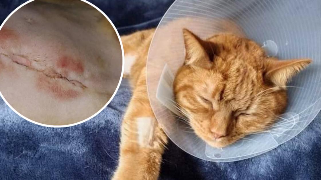 Eine Katze, die ein 5-Pence-Stück gefressen hatte, musste sich einer Operation unterziehen, die ihren Besitzer 3.000 Pfund kostete