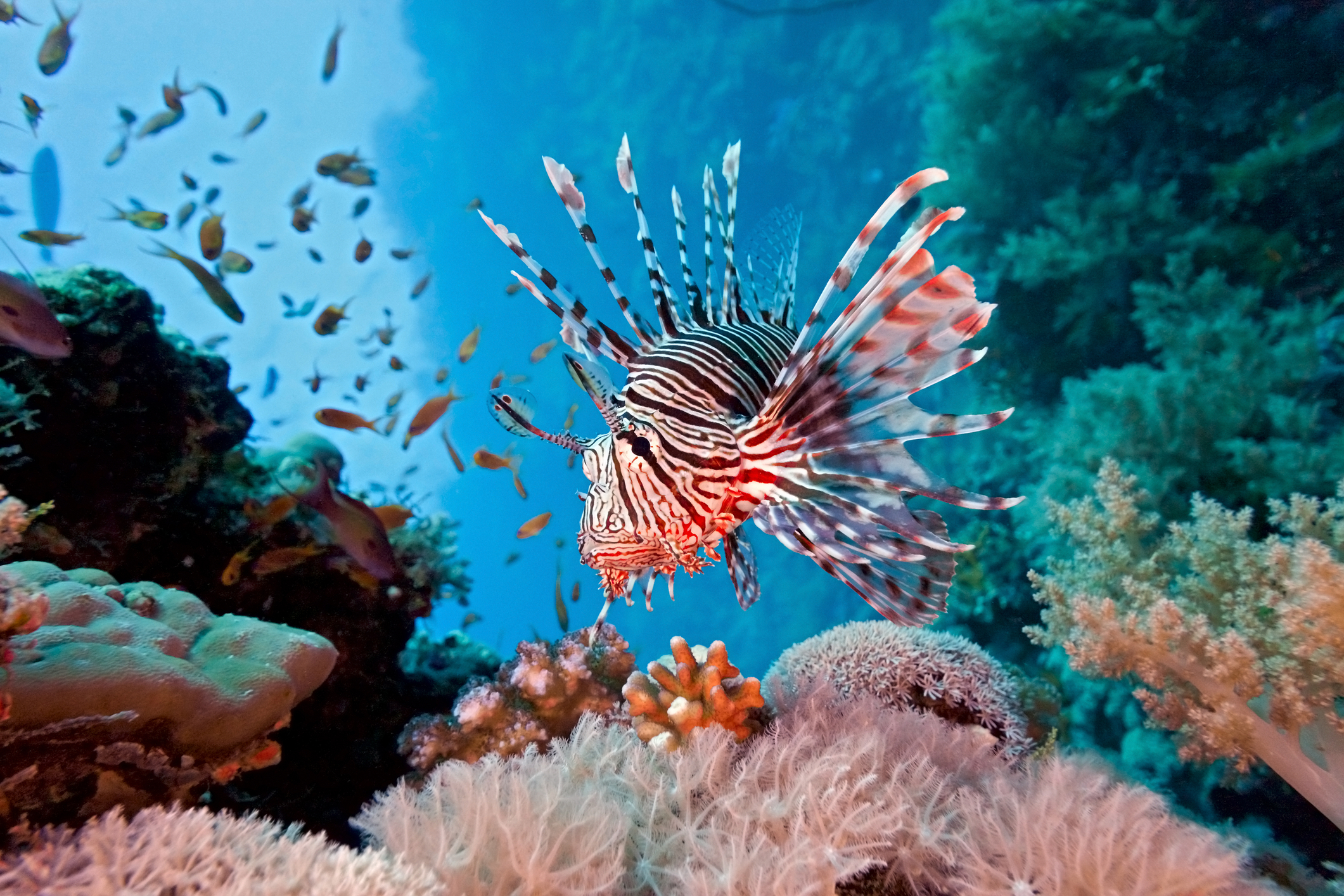 Lionfish 작전은 침입종의 산호초 제거를 돕기 위해 폼파노 해변으로 돌아왔습니다.