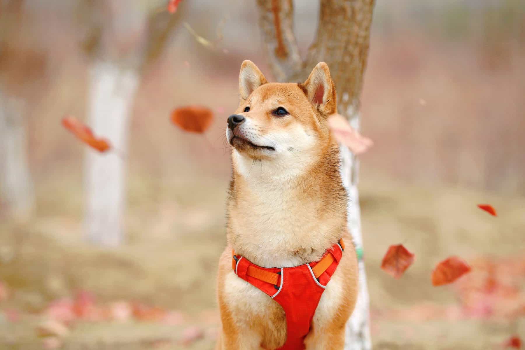 Shiba Inu Makes a Splash at the Blockchain Futurist Conference (BFC) with the Release of a New Video Showcasing Its Impressive Developments in 2024