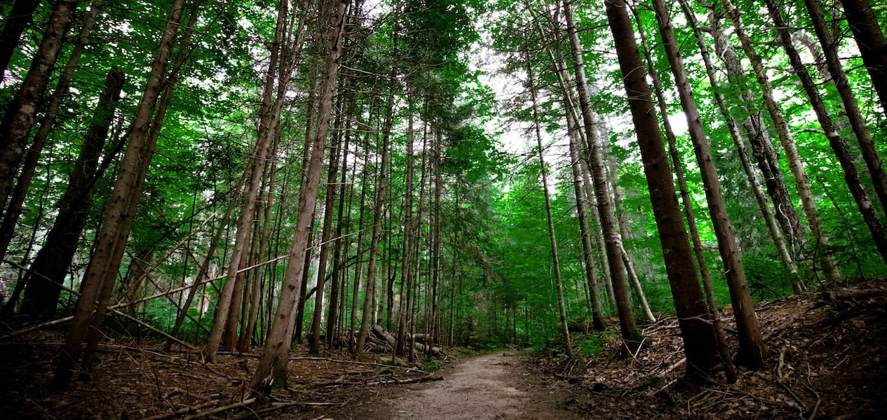 Petawawa Terrace Provincial Park: Ein verstecktes Juwel in der Region Ottawa in Ontario