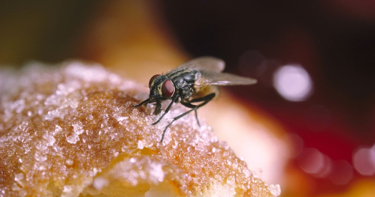 Mrs Hinch fans share genius 1p hack to deter flies from entering your home during warm weather