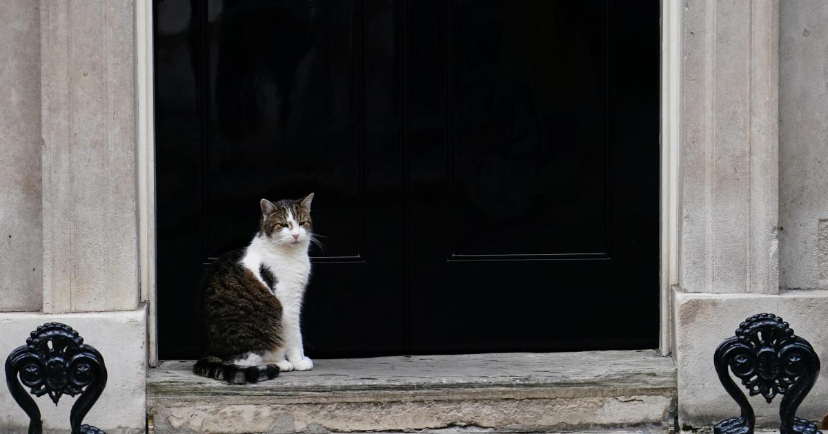 Keir Starmer 경은 ​​다우닝 스트리트의 새로운 애완동물이 Prince라는 이름의 흰 고양이라고 밝혔습니다.