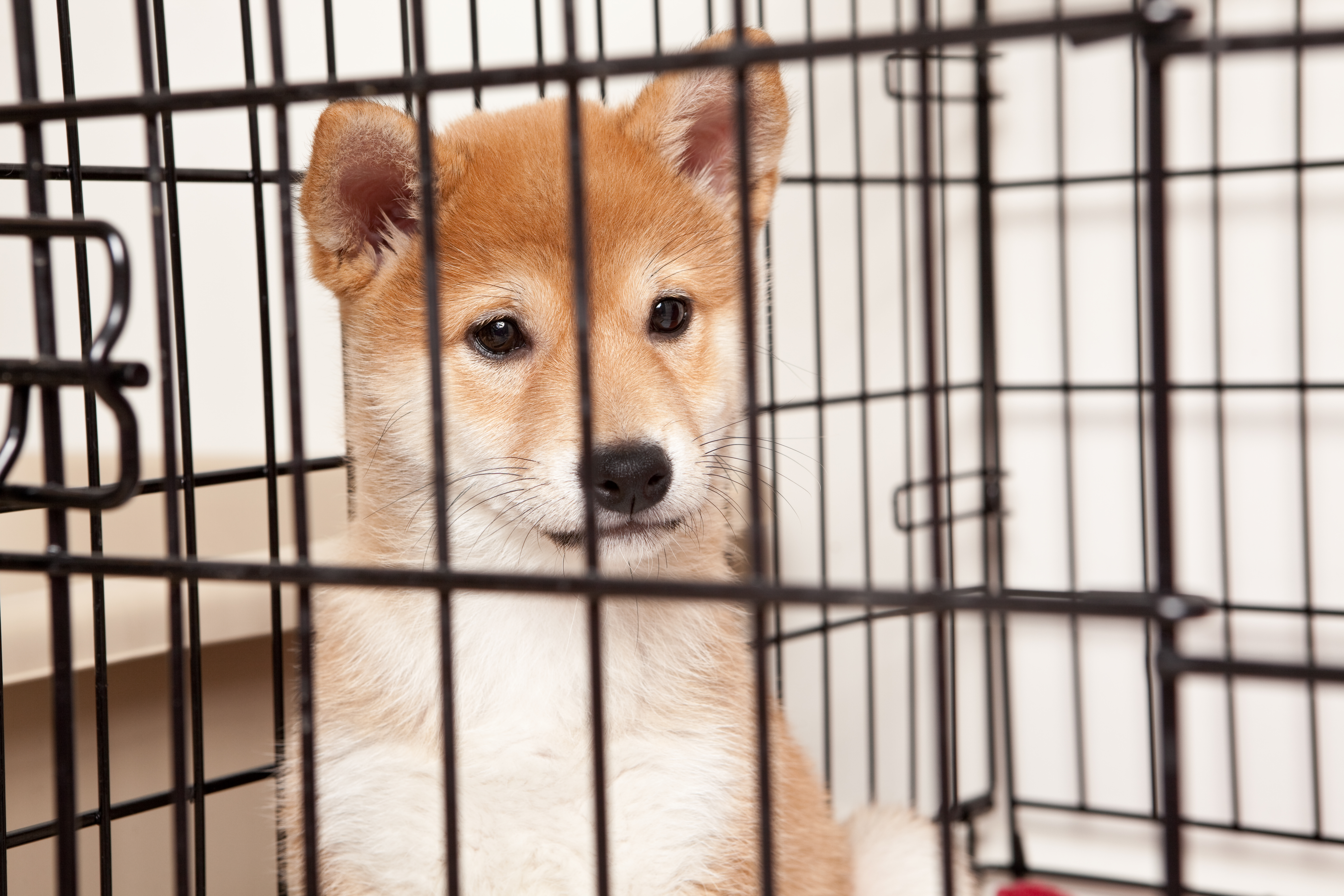 Shiba Inu (SHIB) hat 85 % seines Wertes verloren. Sollten Sie den Dip kaufen?