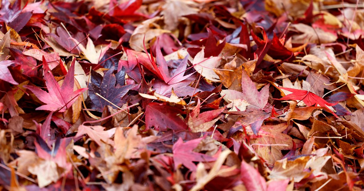 Herbst-Tagundnachtgleiche 2022: Wie spät ist es und wie wird es auf der ganzen Welt gefeiert?