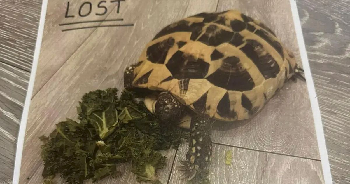 Missing tortoise Tallulah found 18 months later a mile from home