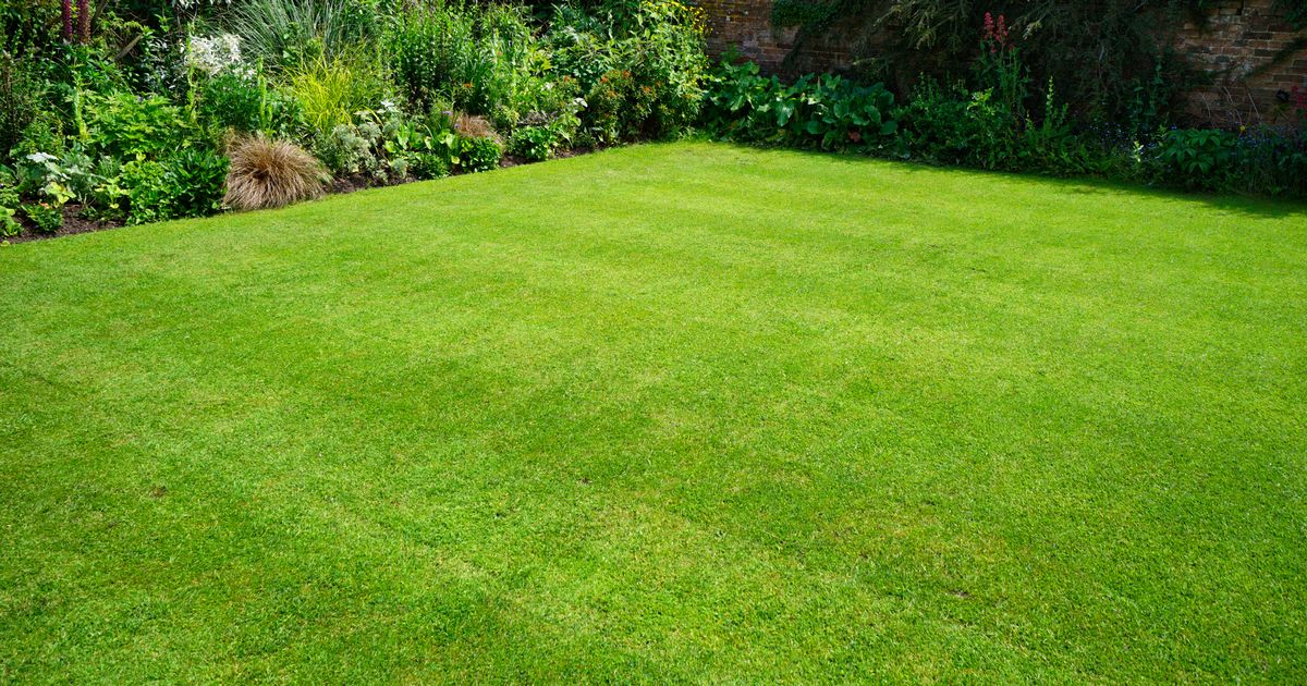 Gardening guru shares £1 coin trick to revive your tired lawn and make it the envy of your neighbours