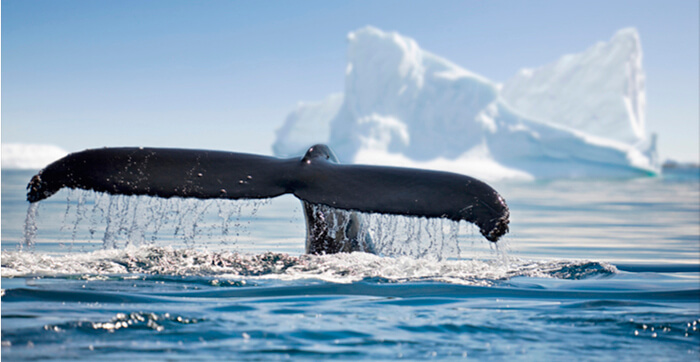 Whale vend des jetons INJ et achète des jetons LDO via Cumberland au cours des 30 dernières heures