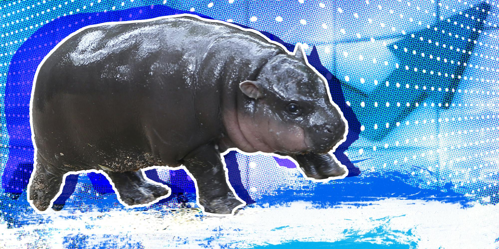 Moo Deng: The Crypto Meme Token Inspired by a Viral Pygmy Hippo That's Now Worth $90 Million