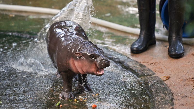 Moo Deng Crypto: Was erhalten Sie, wenn Sie niedrigere Zinssätze und ein virales Zwergflusspferdbaby kombinieren?