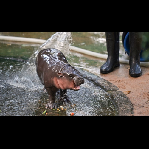 Moo Deng Crypto: What Do You Get When You Combine Lower Interest Rates and a Viral Baby Pygmy Hippo?