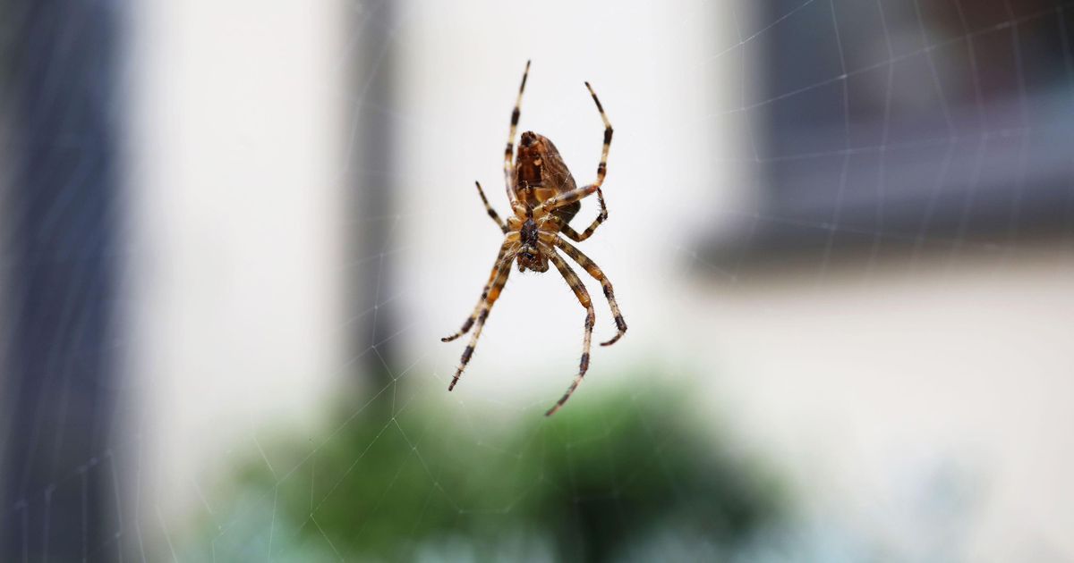 How to spider-proof your garden this autumn