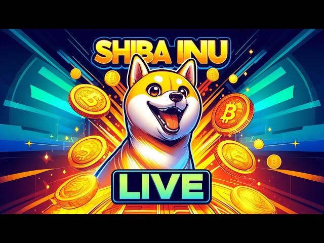 Shiba Inu en direct