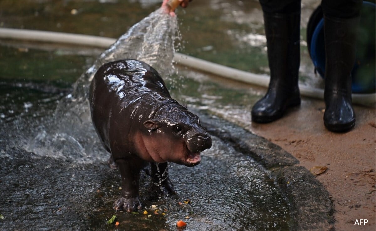 Rencontrez Moo Deng, la sensation hippopotame sur Internet qui a inspiré une pièce de monnaie qui a fait d'un investisseur un multimillionnaire