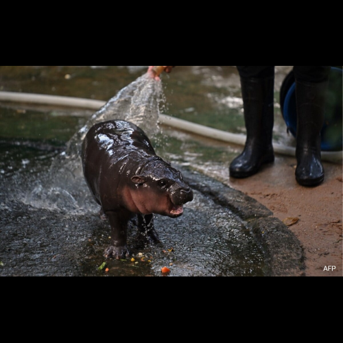 Rencontrez Moo Deng, la sensation hippopotame sur Internet qui a inspiré une pièce de monnaie qui a fait d'un investisseur un multimillionnaire