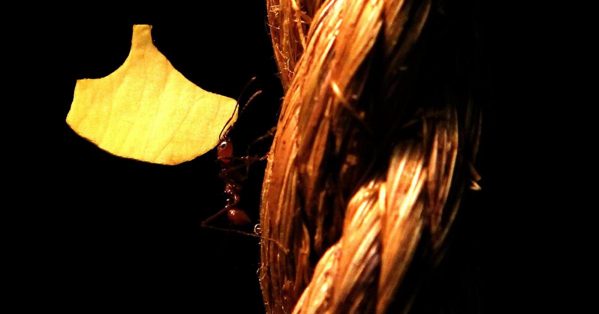 Les fourmis ont commencé à cultiver des champignons il y a 66 millions d'années, après qu'un astéroïde ait anéanti les dinosaures.