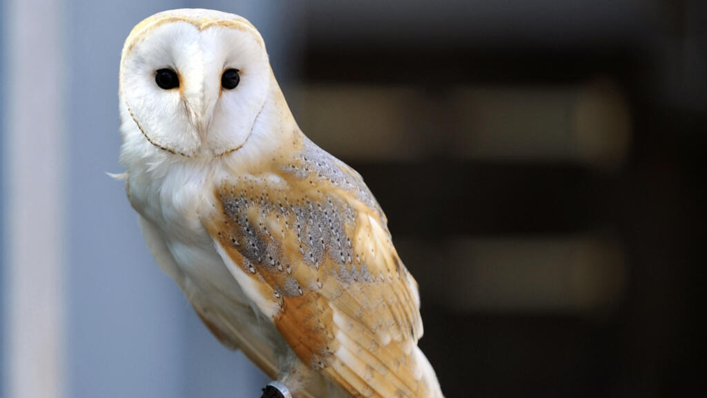 French treasure hunt 'On the Trail of the Golden Owl' appears to have come to an end after 31 years