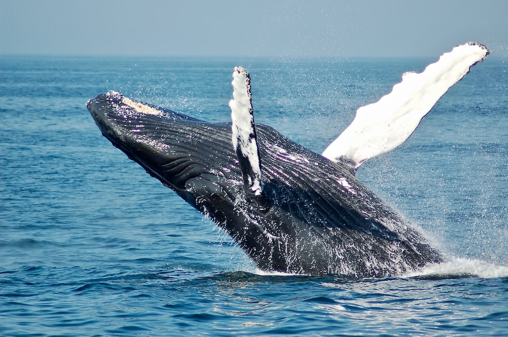 Comment les baleines Ethereum rasant leurs avoirs auront un impact sur le prix