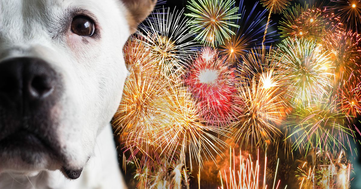 8 Tipps, die Ihrem Hund helfen, mit Feuerwerk zurechtzukommen