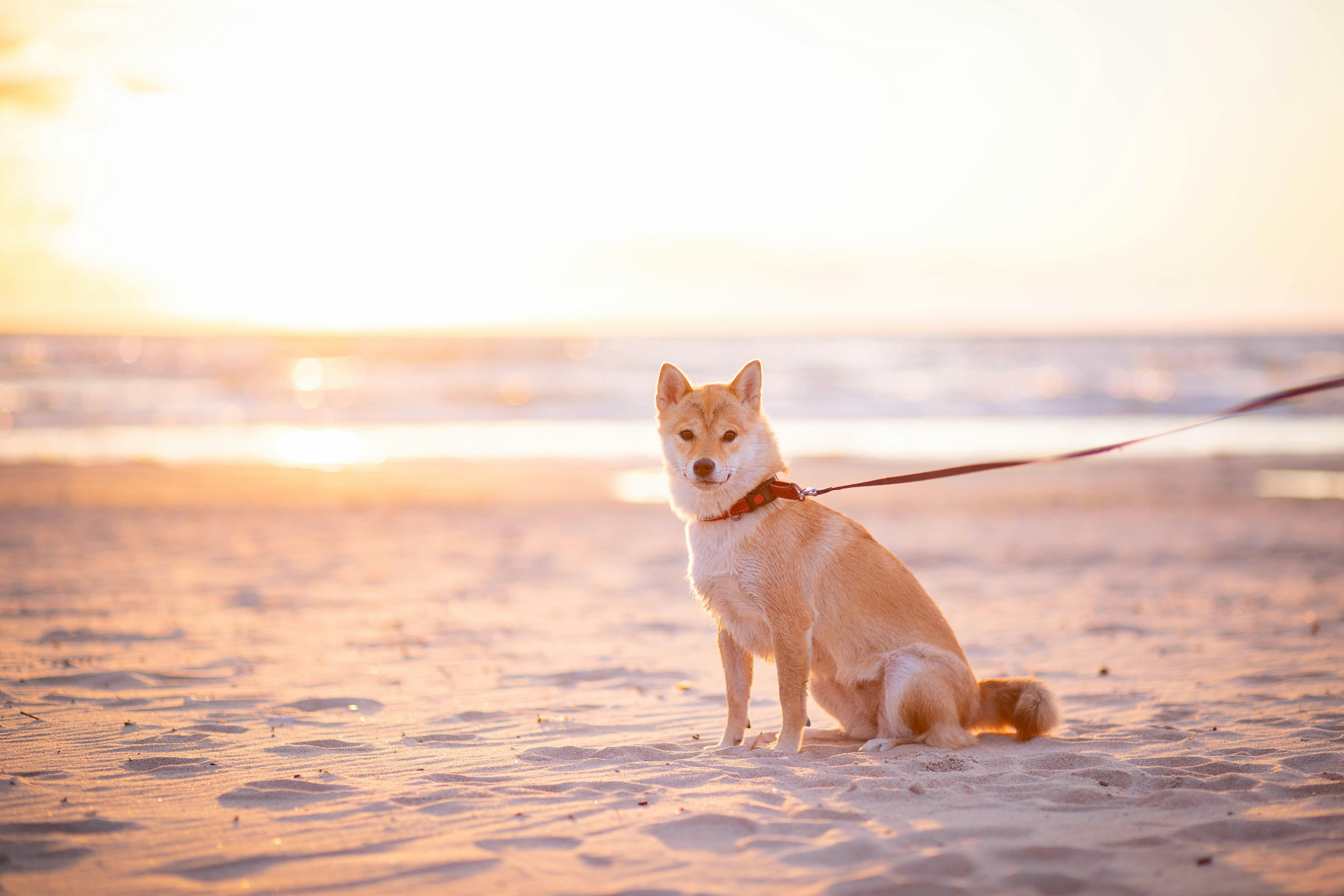 Shiba Inu (SHIB) – Are You Prepared for $0.000081!?