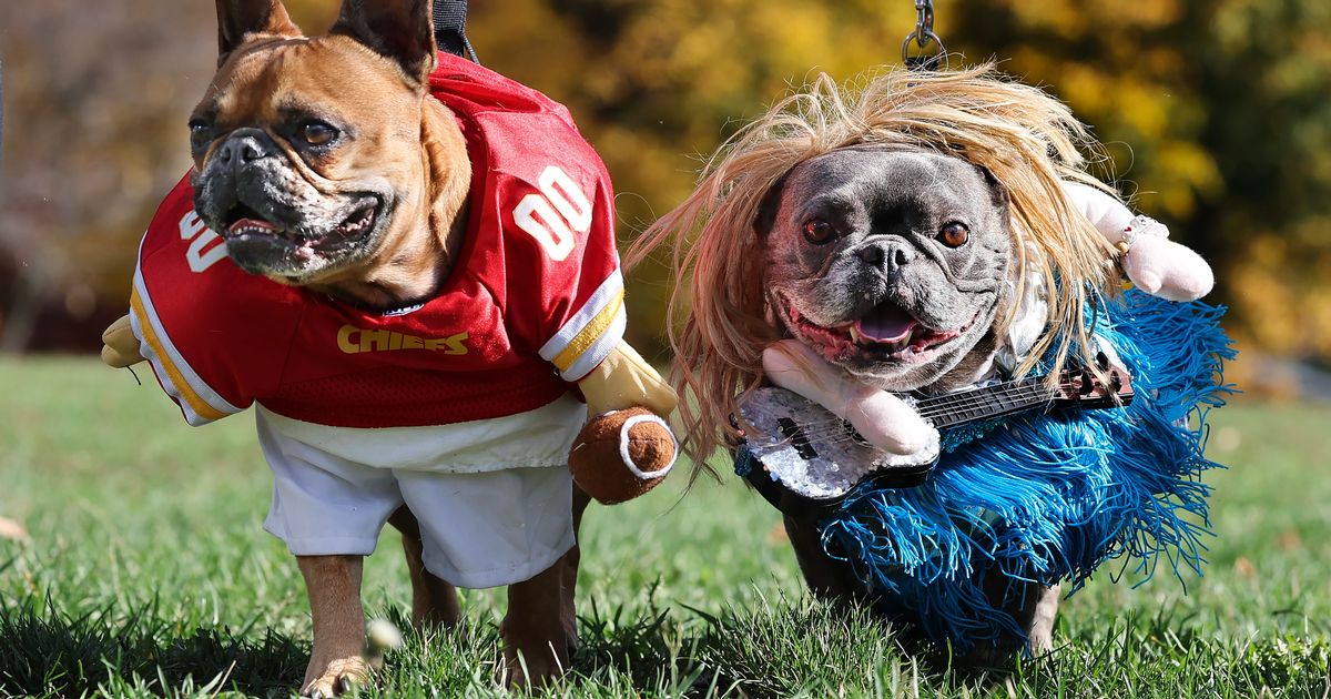 Dressing up your pet this Halloween? Think twice, vets warn