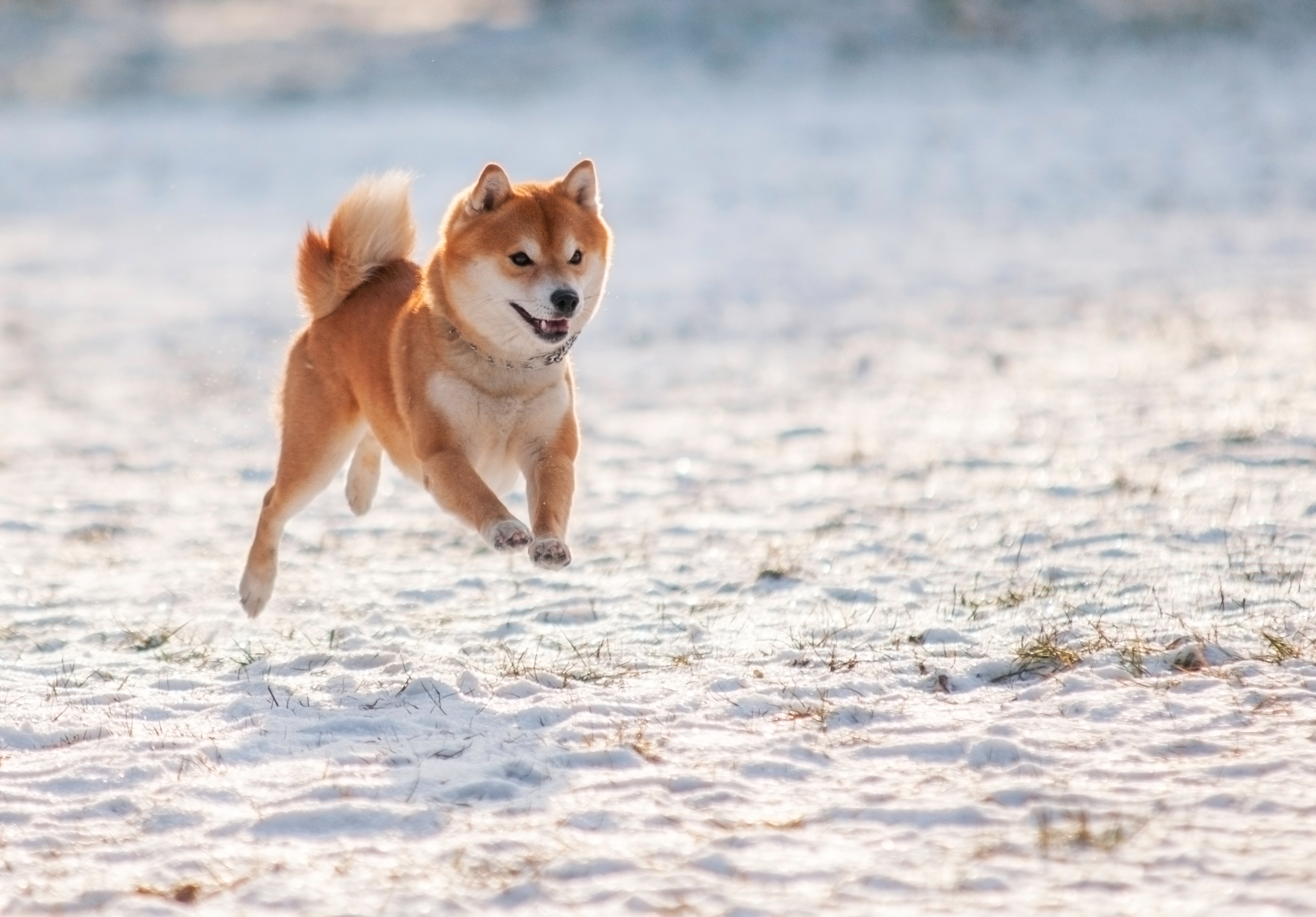 Shiba Inu (SHIB)-Preisvorhersage: Kann er um das 538-Fache auf einen Tag pro 0,01 US-Dollar steigen?