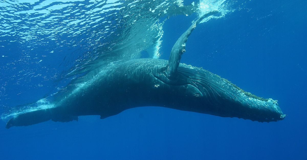 Les baleines du polymarché ne sont pas la preuve d’une manipulation du marché des prédictions