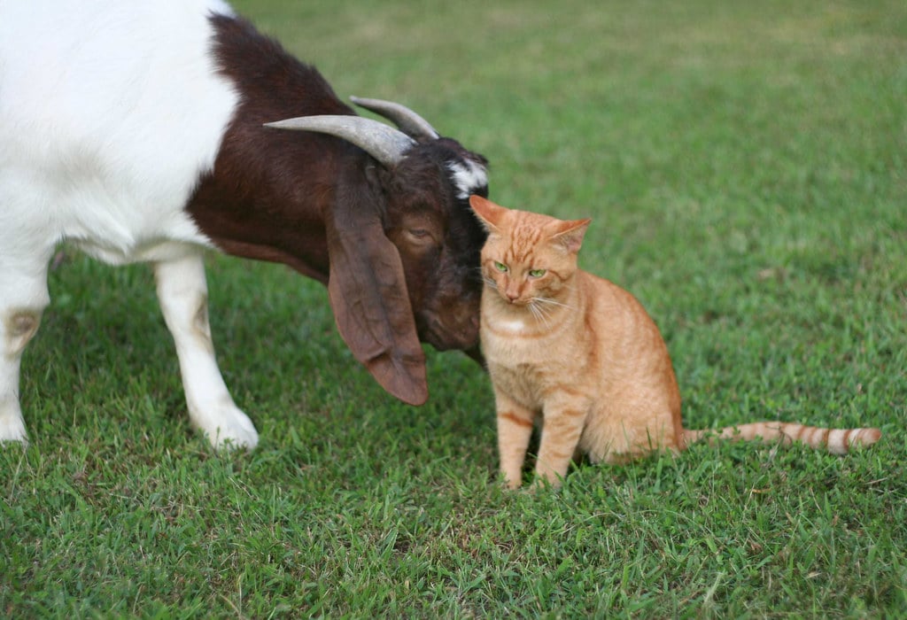 GOAT-, POPCAT- und MEW-Meme-Münzen erholen sich, während Token mit Katzenmotiven den Markt anführen