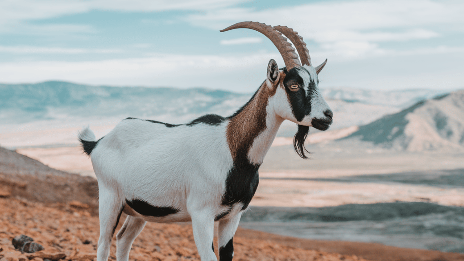 Goatseus Maximus (GOAT) 代币价格预测：它会再次触及 ATH 吗？